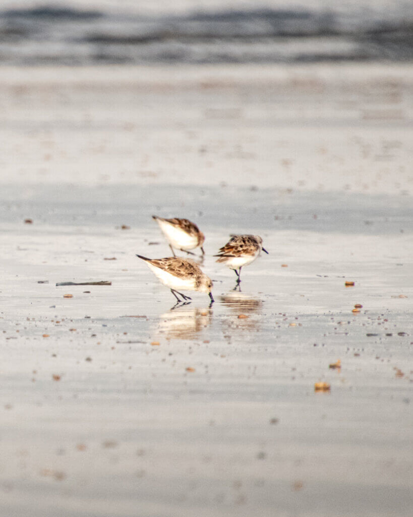 Discover the magic of Fanø: 3 days of unforgettable adventures