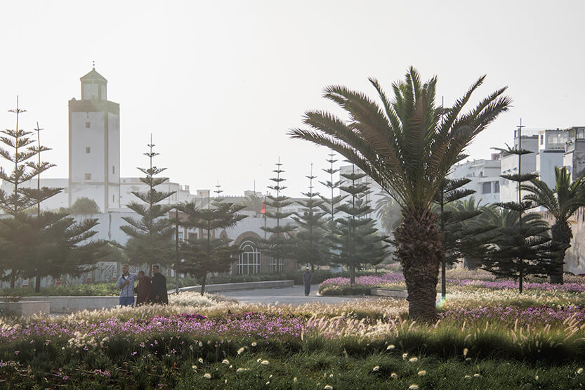 Outside Essaouira’s city walls, the most beautiful palm trees, lush greenery, and wildflowers grow.
