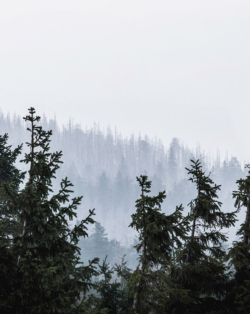 The mist over Brocken created beautiful silhouettes among the trees.