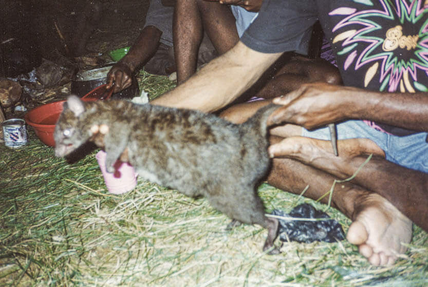 The rats aren’t exactly small in Irian Jaya