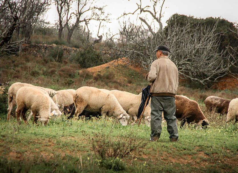 The shepherd takes good care of the sheep – and we patiently wait until we can drive on.