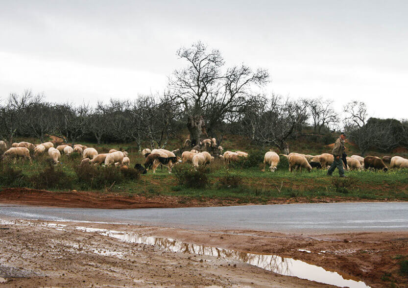 There are many sheep to look after – even in winter in Algarve.