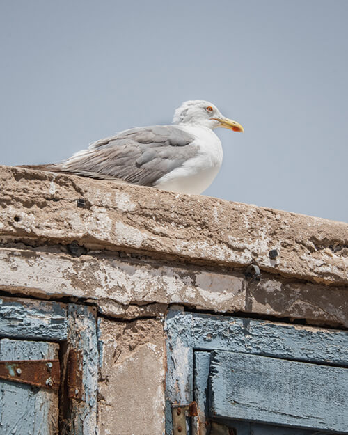 Seagull Essaouira