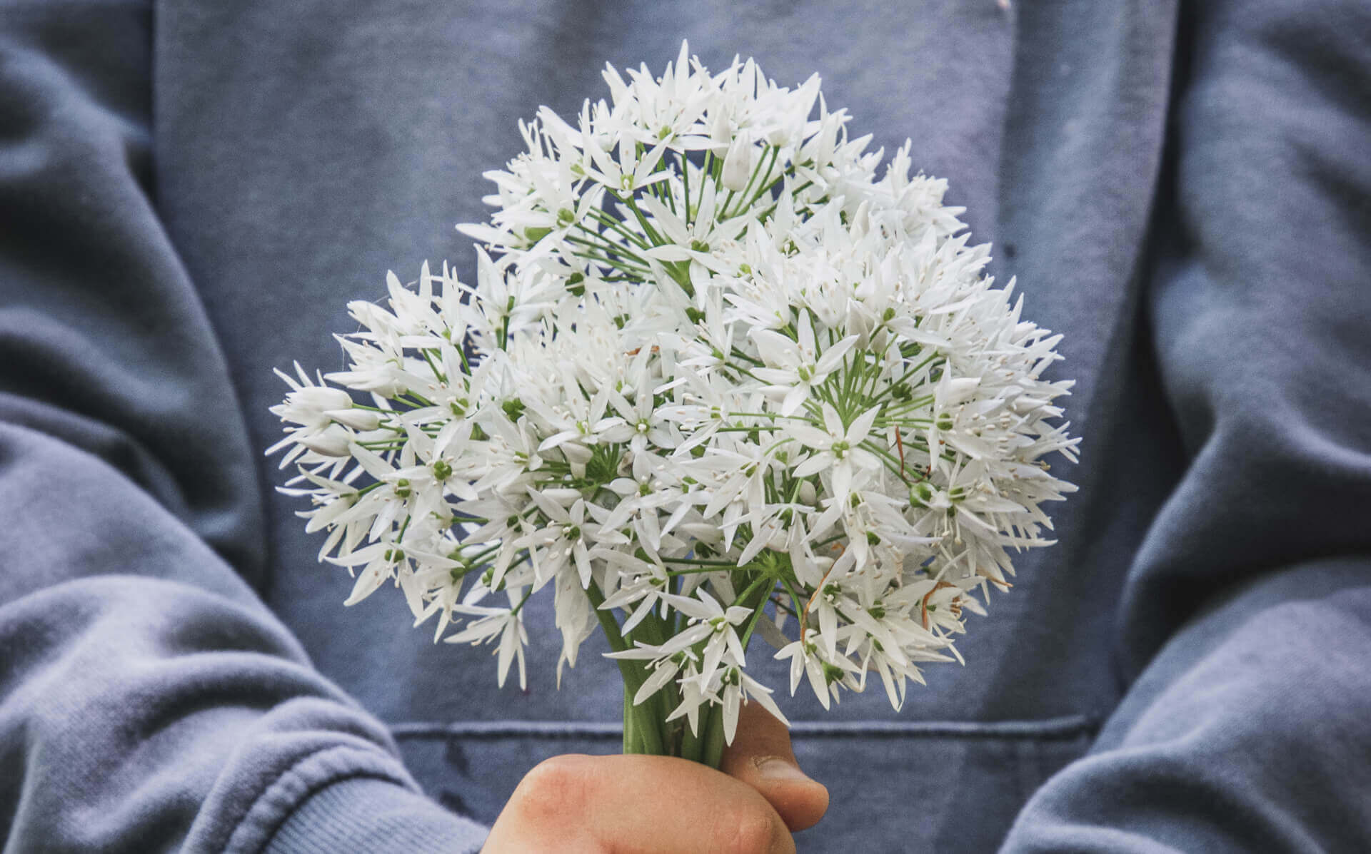 Wild garlic in Risskov