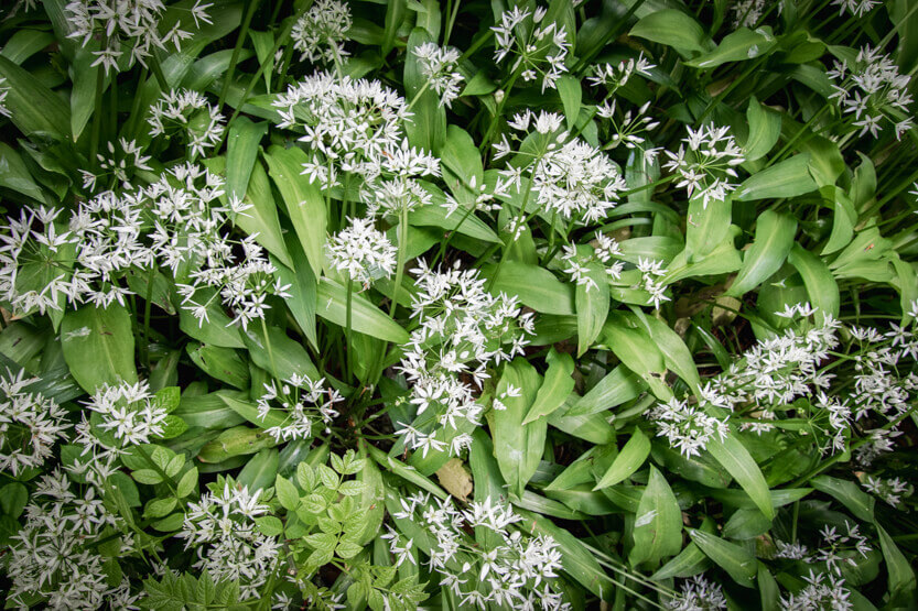 The wild garlic grows densely in Risskov.