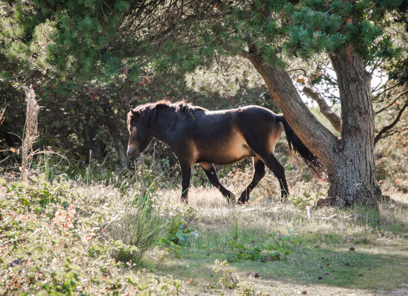 It is also possible to see horses in Mols Bjerge.