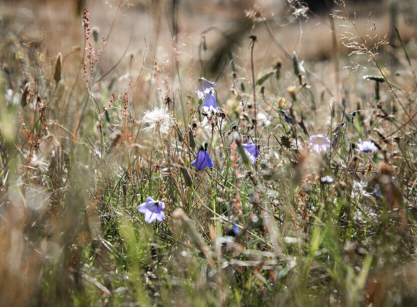 Bellflowers on Mols.