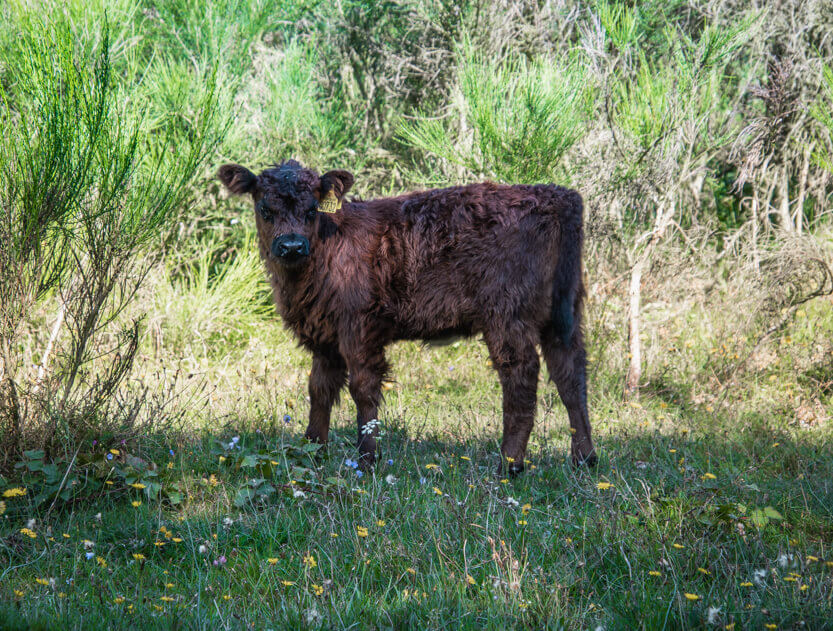 The cows roam freely in Mols Bjerge, even where you pick blackberries.