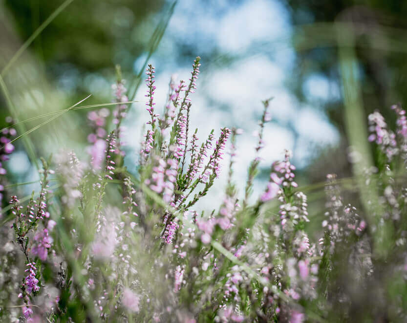 The first heather in a clearing in the forest near Svinkløv Badehotel.