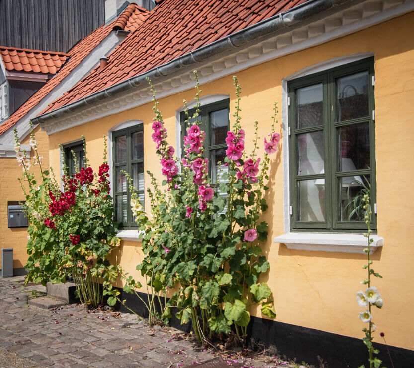 Hollyhocks outside a house on Strandgade, Sæby