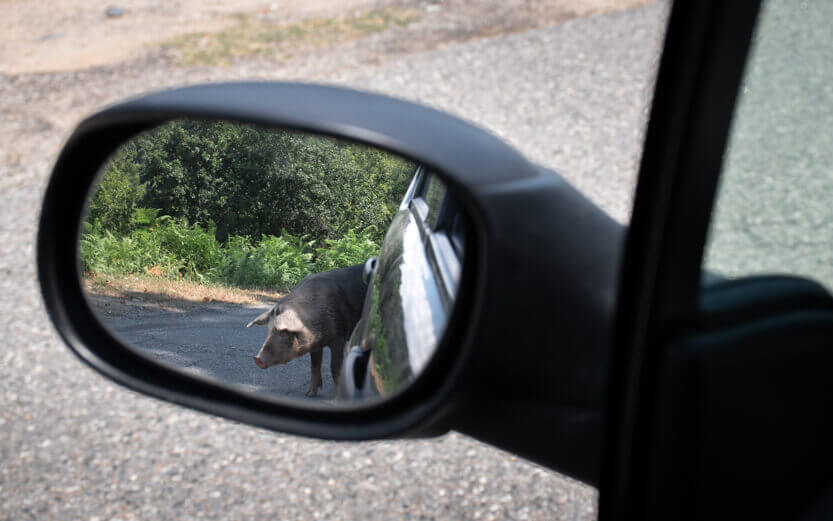 It’s not only cars we encounter on Corsica’s roads.