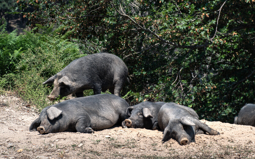 There are wild boars in Corsica – and you can also encounter them on the roads.