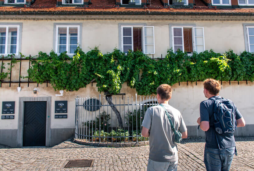 Allegedly, the world’s oldest grapevine. Maribor, Slovenia.